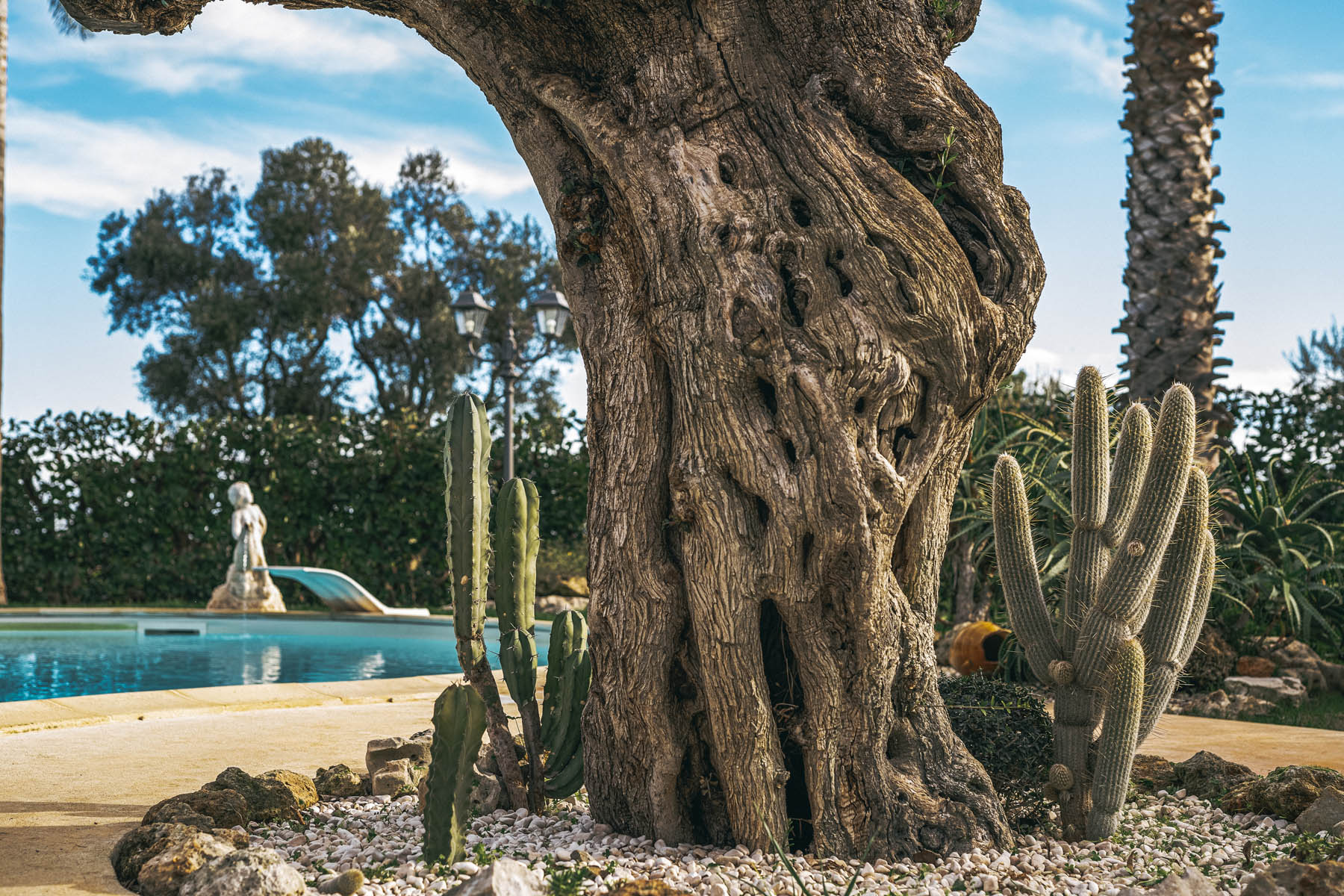 tree and swimming pool